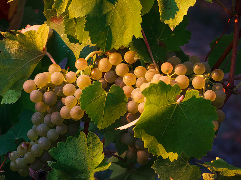 Verdicchio Grapes