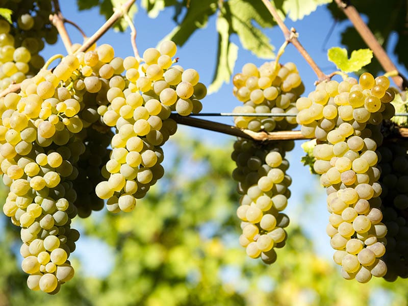 Viognier Grapes