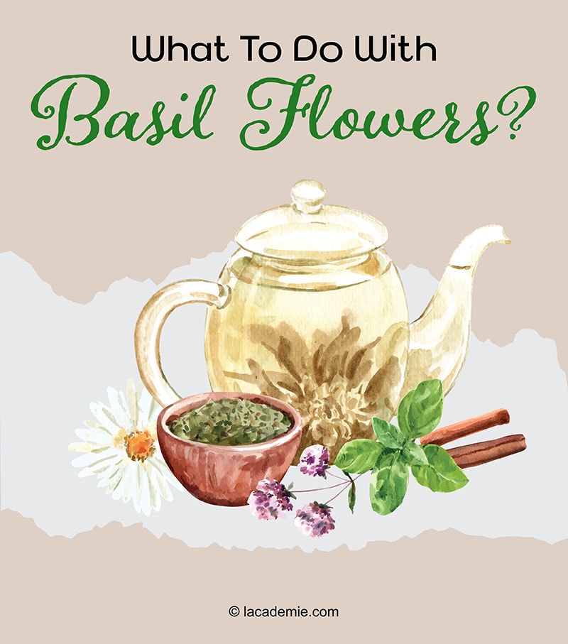 What To Do With Basil Flower