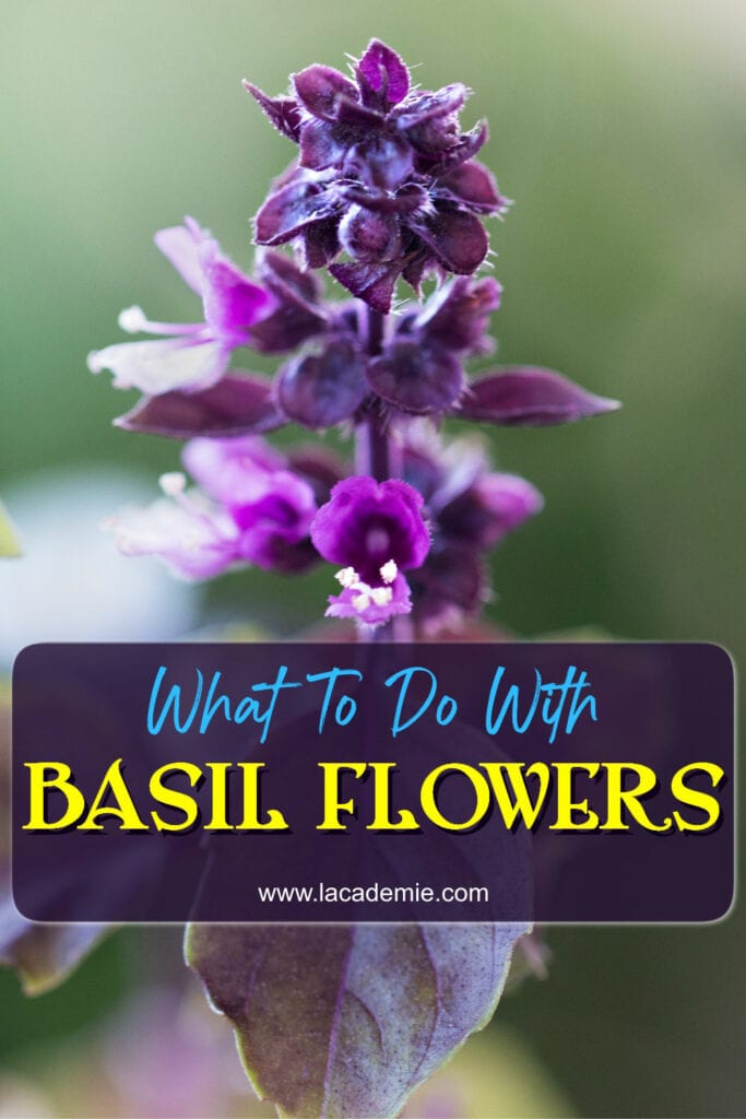 What To Do With Basil Flowers