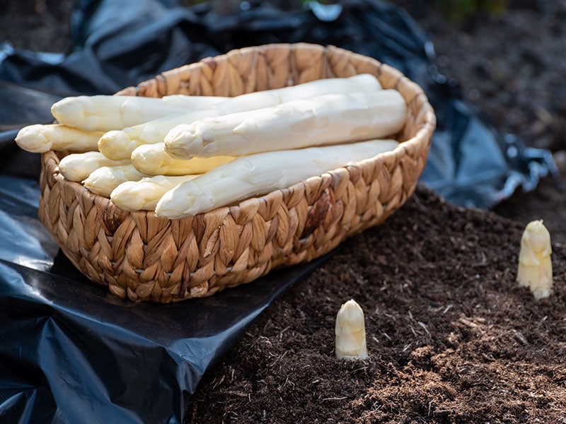 White Asparagus