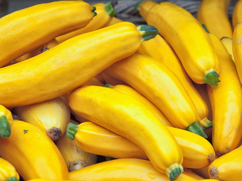 Yellow Squash