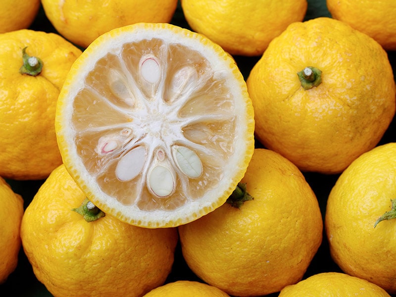 Yuzu Citrus