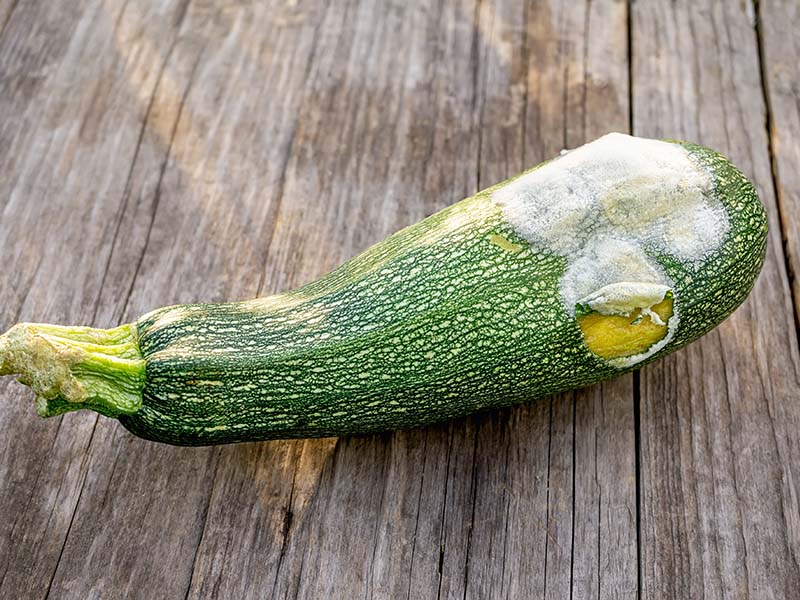 A Bad Zucchini