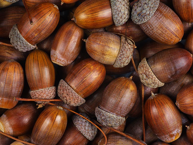 Acorn Fruit