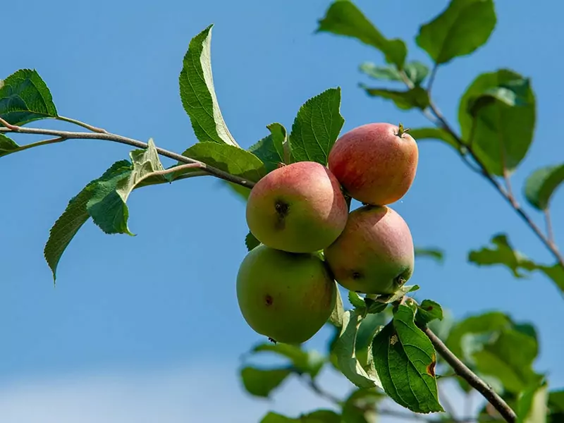 Apples Greek