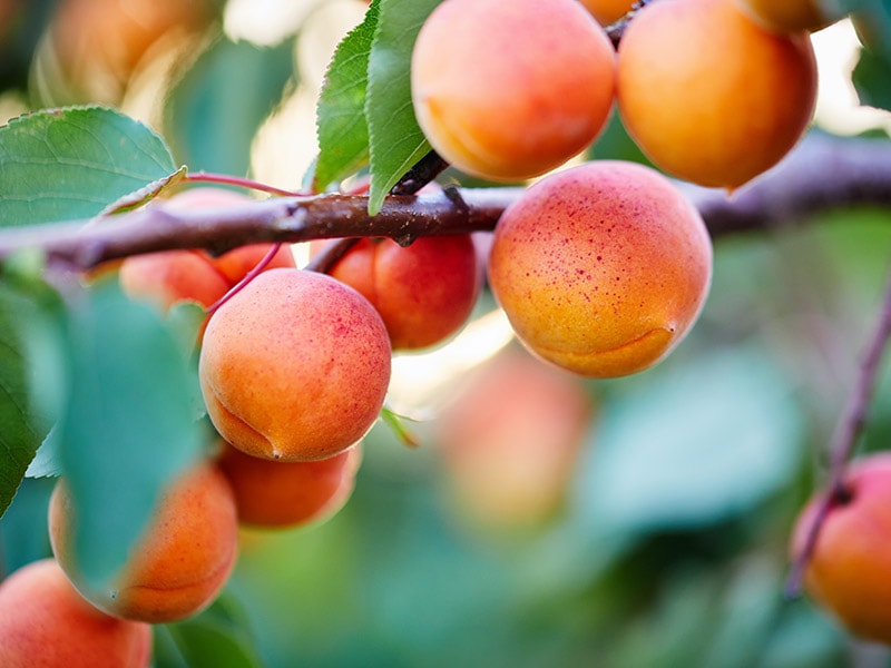 Apricot Ialbicocca