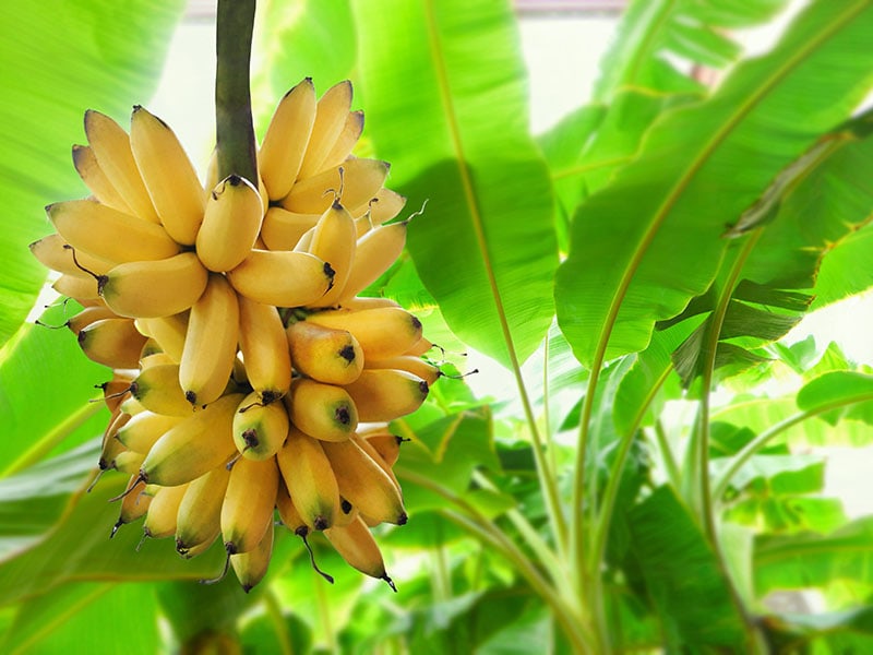 Banana Haiti