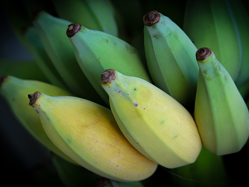 Blue Java Bananas