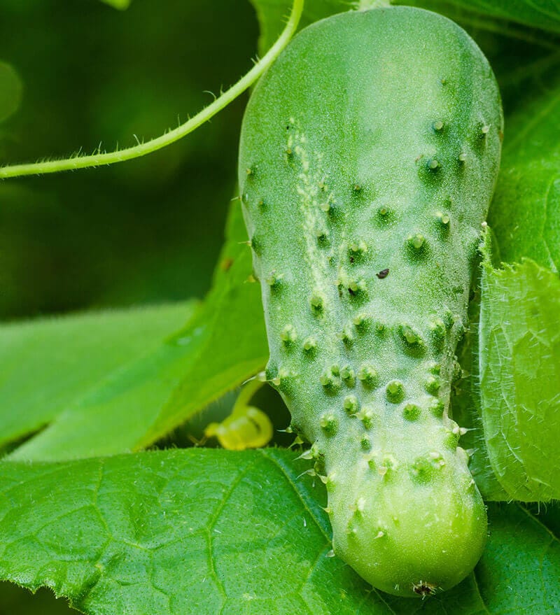 Boston Pickling Cucumbers