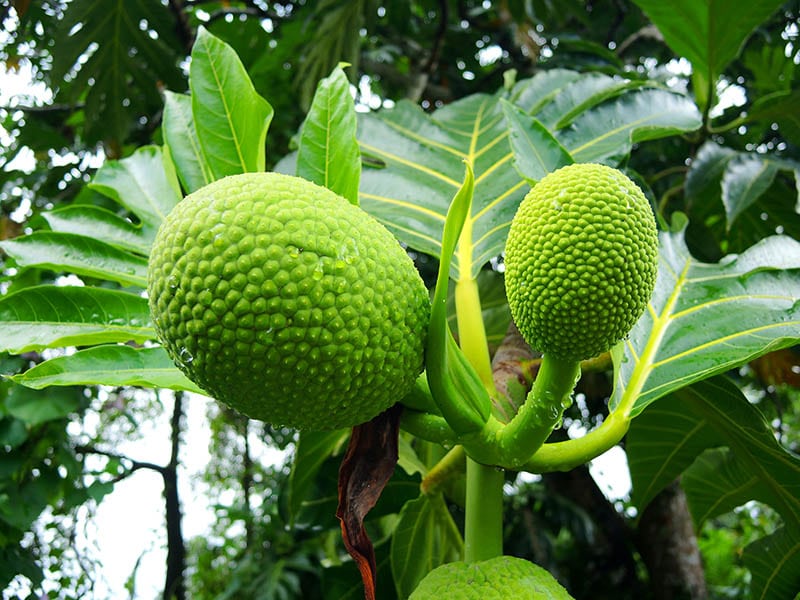 Breadfruit Haiti Delicious