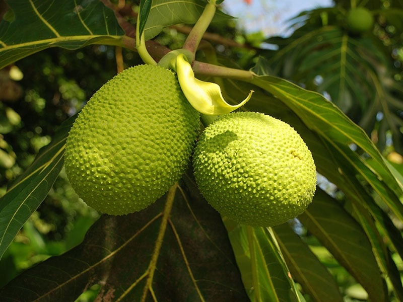 Breadfruit Jamaican