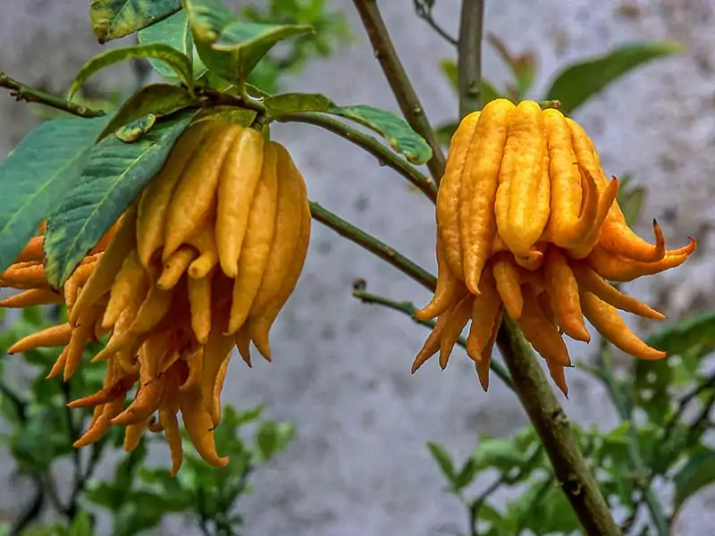 Buddhas Hand Indian