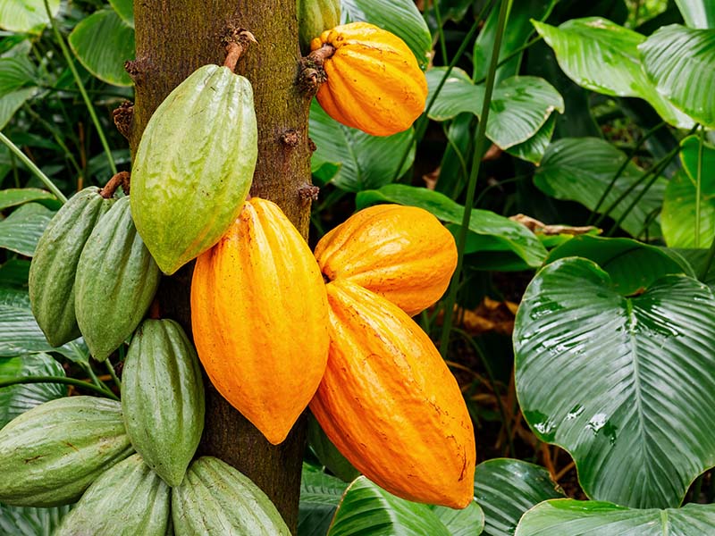 Cacao Cuba