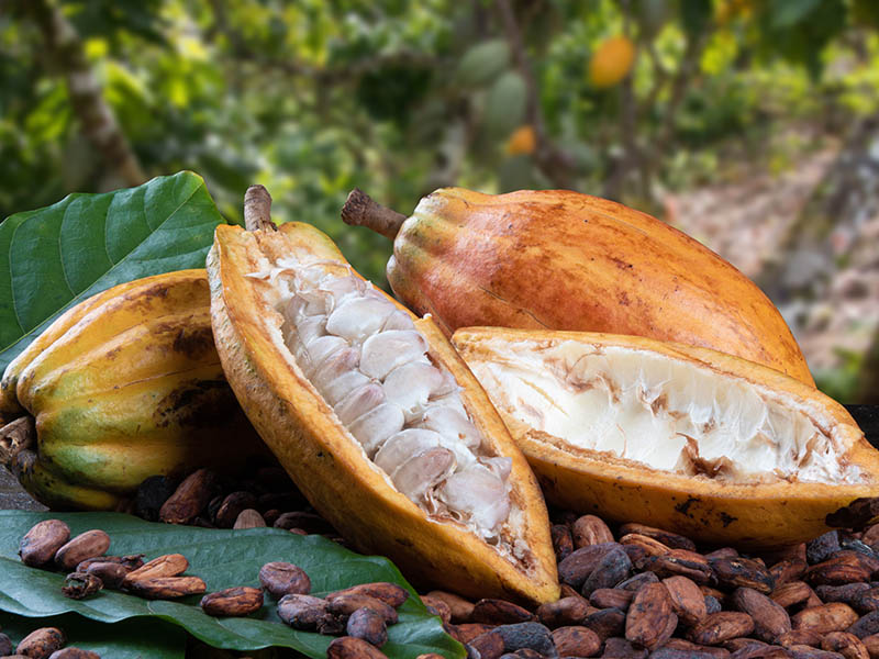 Cacao Peru