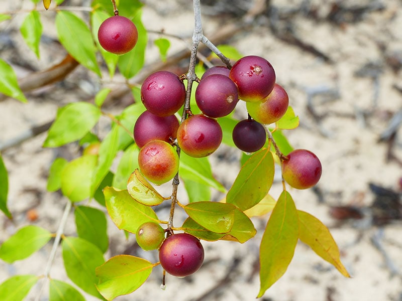 Camu Camu Cuba