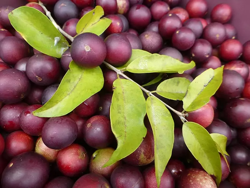 Camu Camu Peru