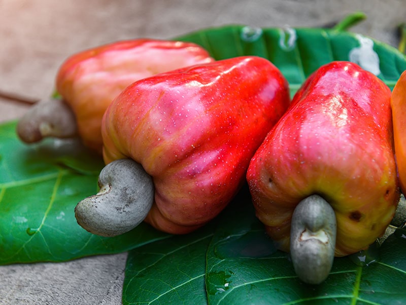 Cashew Nut Fruits