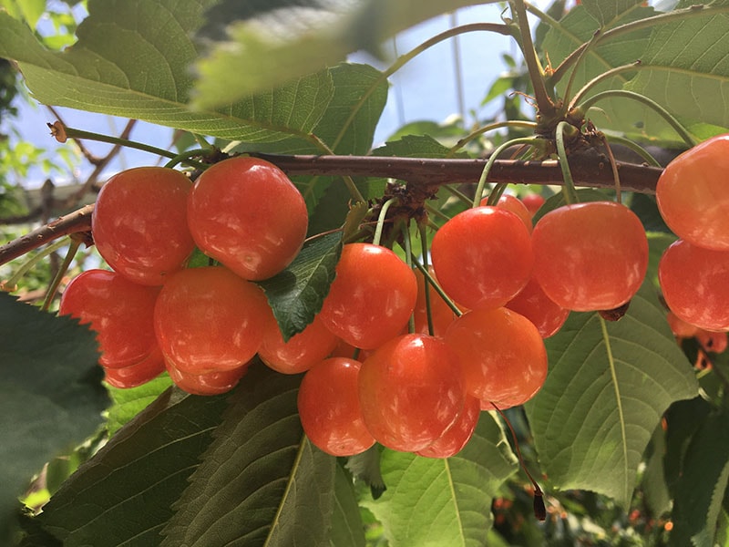 Cherries Japan