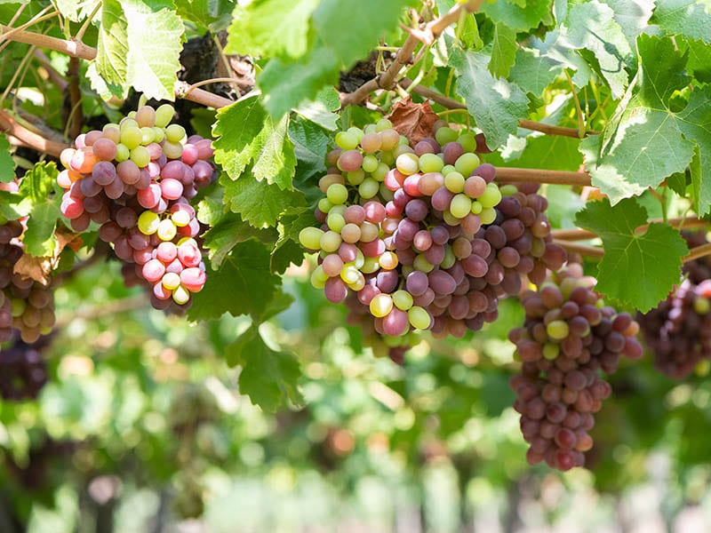 Chile Fruits