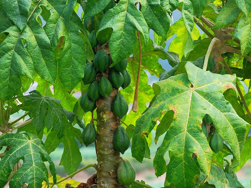 Chilean Papaya