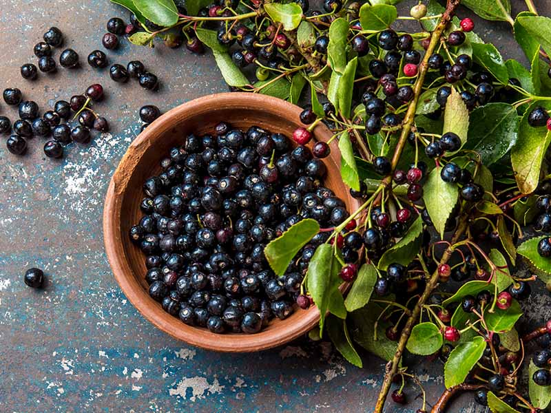 Chilean Wineberry