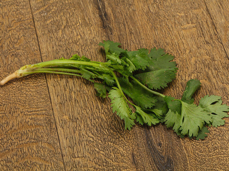 Cilantro Leaves