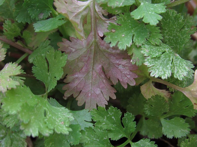 Cilantro Plant