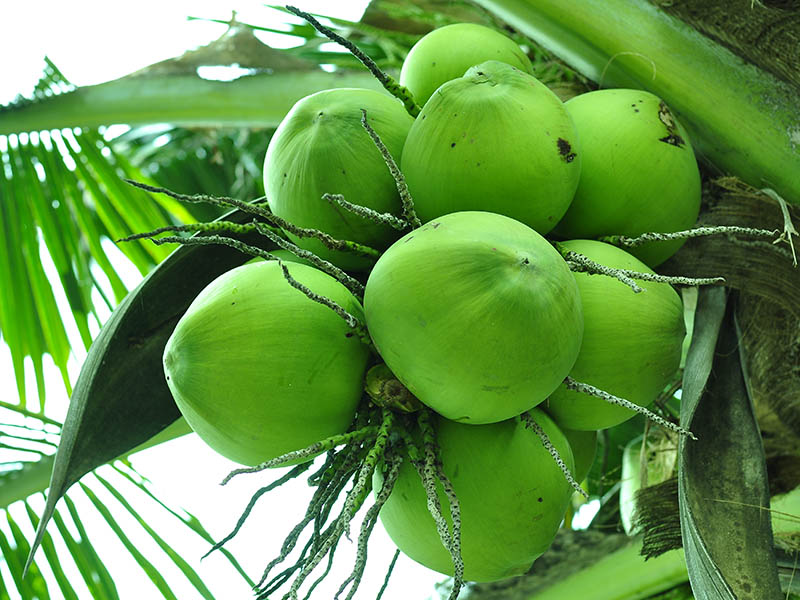 Coconut Cuba