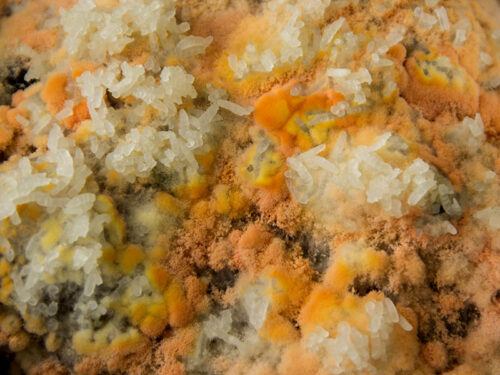 Should You Refrigerate Rice? Here’s the Guide