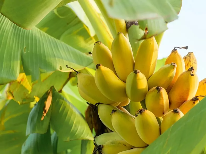 Different Types Of Bananas