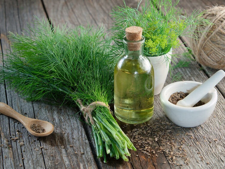 Top Methods for Storing Fresh Dill at Home 2024