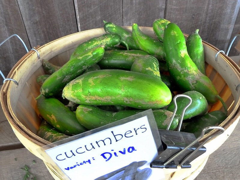 Dive Cucumbers