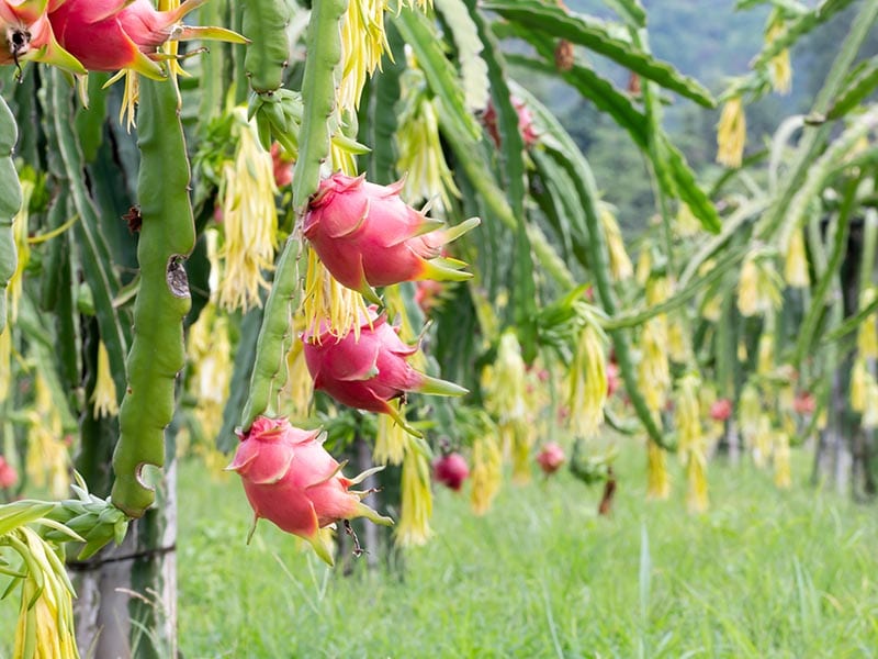 Dragon Fruit Peru