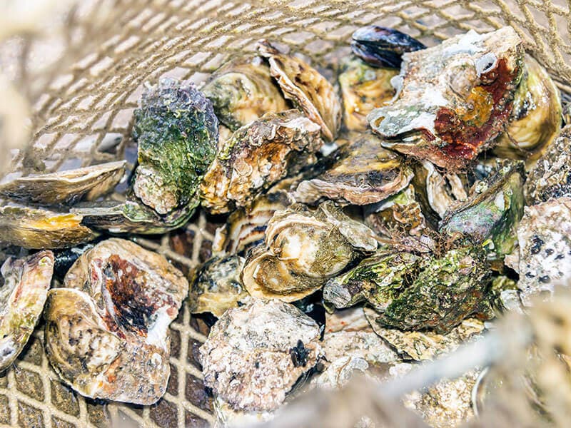 Dredge Oyster