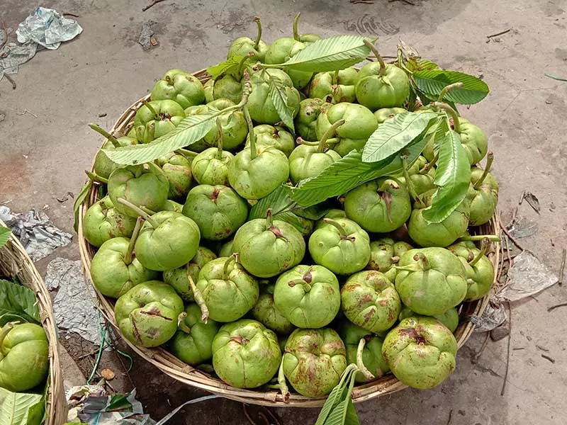 Elephant Apple Indian