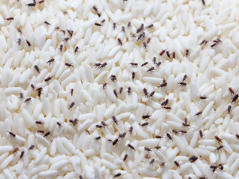 Evil Weevils In Your Rice