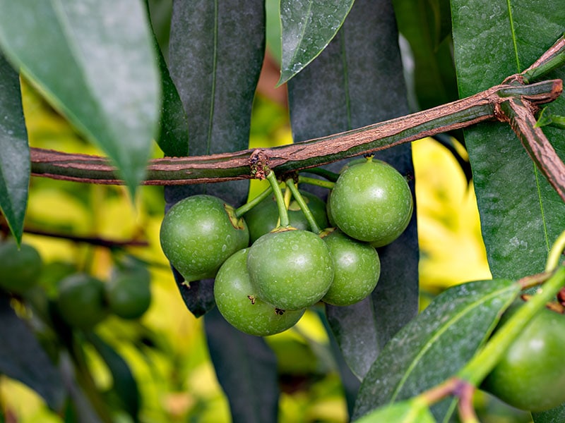 Gamboge Fruit