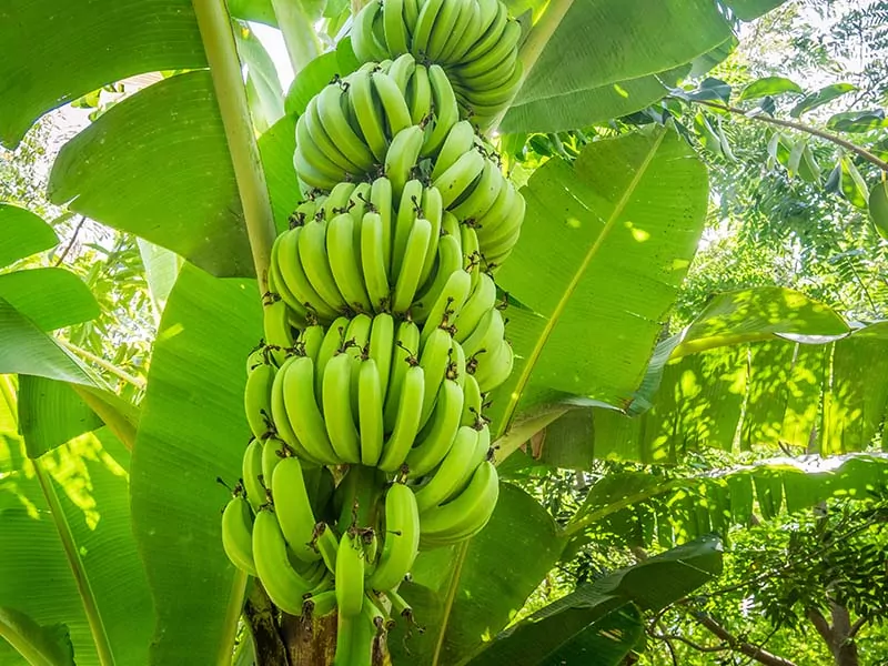 Giant Cavendish Banana