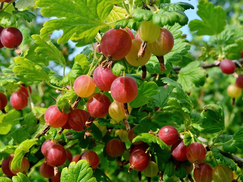 Gooseberries Are Small