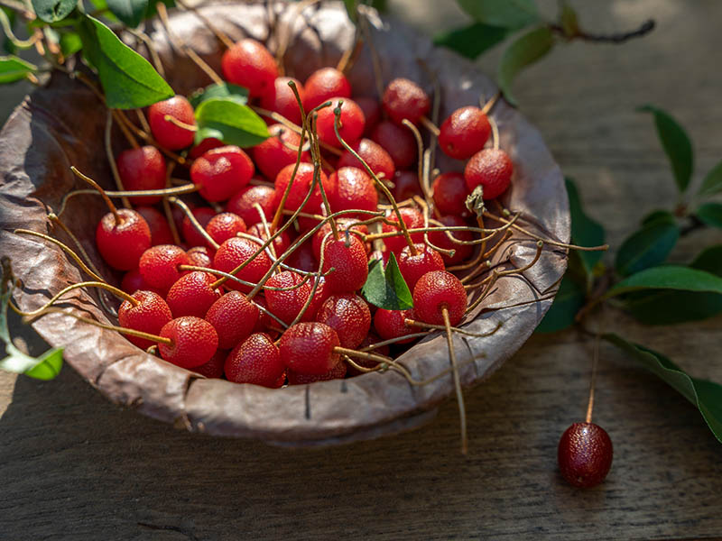 Goumi Fruit