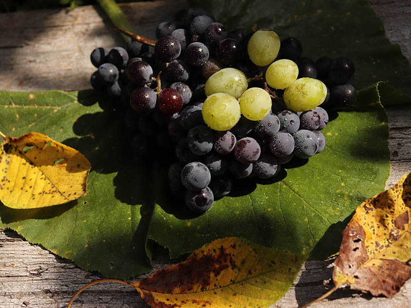 Grapes Berries