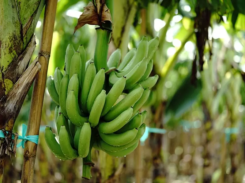 Gros Michel Banana