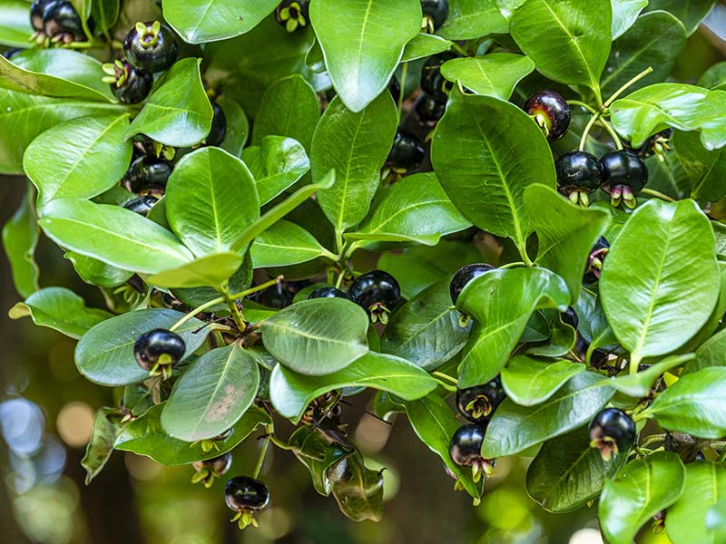 Grumichama Fruit