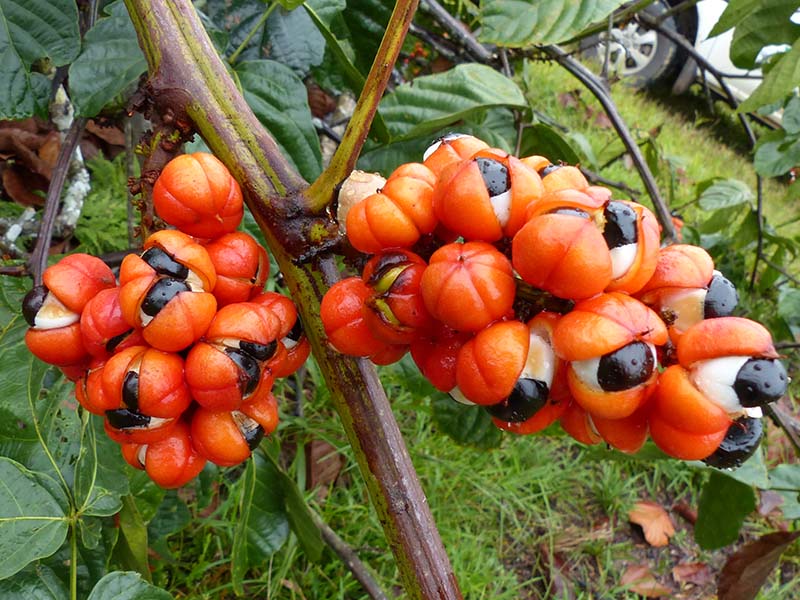 Guarana Shrubs Fruits