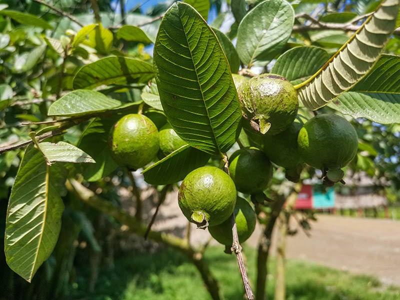 Guava Cuba