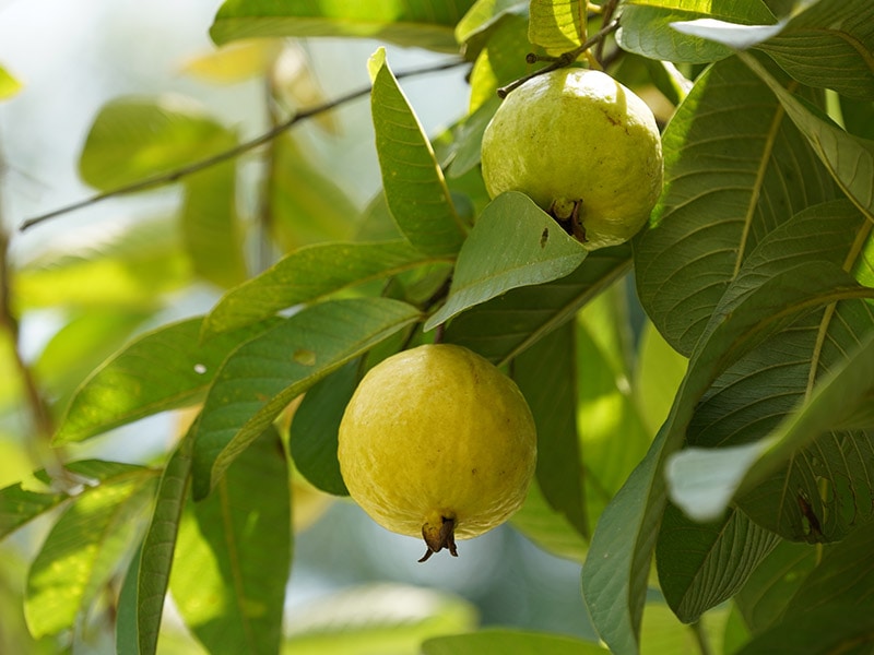 Guava Peru