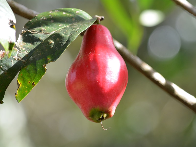 Hawaiian Mountain Apples