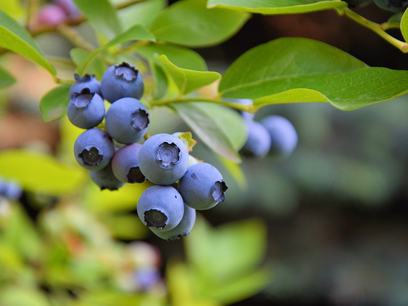 Highbush Blueberries