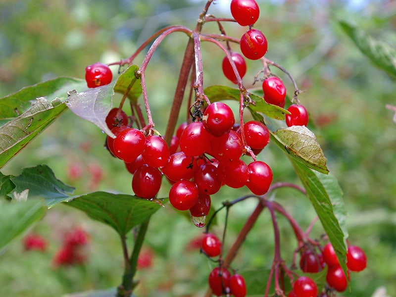 Highbush Cranberries